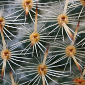 Kaktus mit Zwischenringen und EF-S 18-55