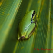 Frosch auf Palmenblatt