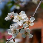 Kroatische Kirschblüte