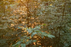 Bokeh