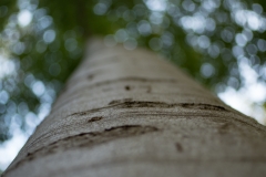 Bokeh