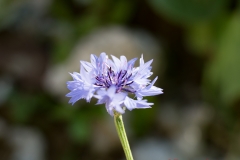 Nahbereich